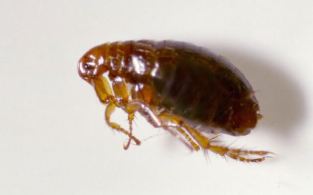 Pest Fumigation South West