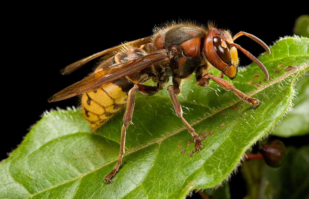 hornet