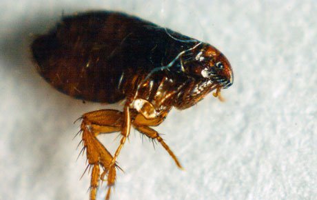 flea treatment south west