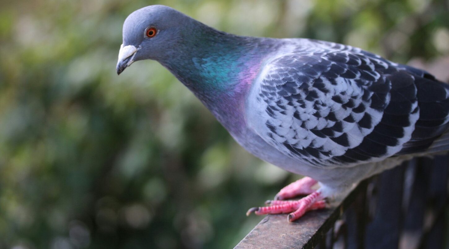 pig Bird Control South West