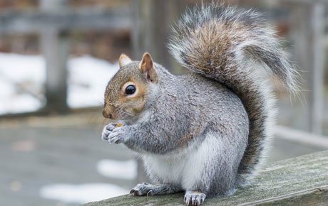 squirrel squirrel proofing
