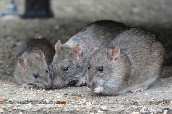 trio of rats